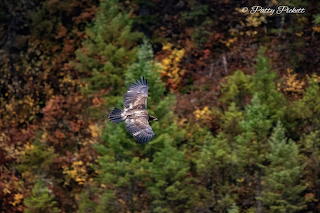 Bald eagle