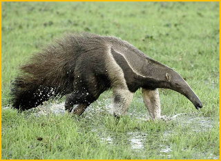 Anteater