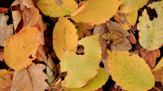 2016_10_20_Bing_fr-FR