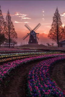 family windmill at sunrise