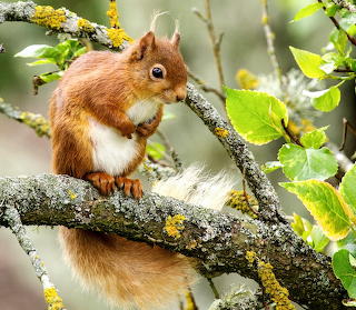 Squirrel