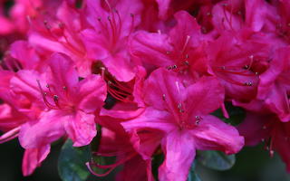 flowers up close