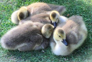 Baby Geese Sleeping