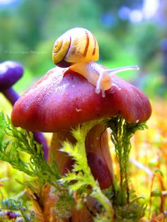 Snail on mushroom