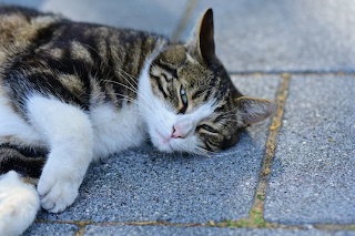 Resting cat