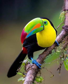 Toucan Peak Rainbow