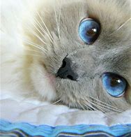 Cat6
