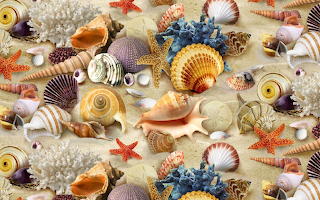 sea shells & starfish
