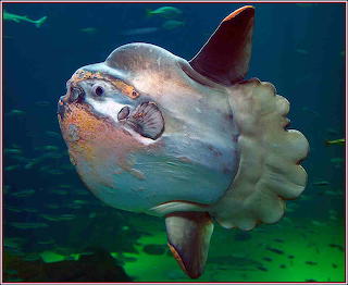 Ocean sunfish mola tj3e7u