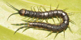First known amphibious centipede 20160703