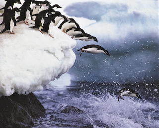 Adelie Penguins