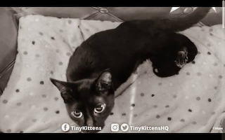 tk kitties
