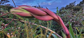 Massive bud