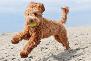 goldendoodle