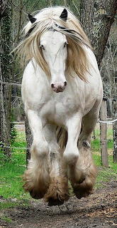 horse pinterest