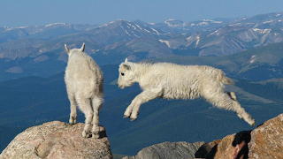 Baby Mountain Goats