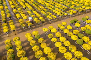 Feld der Chrysanthemen