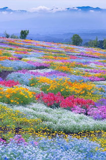 Campos de flores