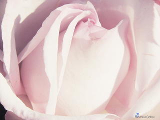 Rosas