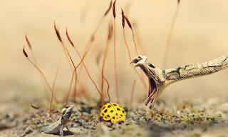 Snake Eat