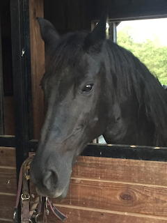 my horse Jewelz