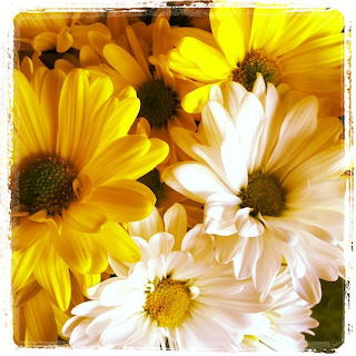 Daisies