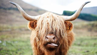 yakity yak, don't talk back you need a haircut