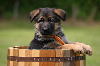 Shep in a barrel