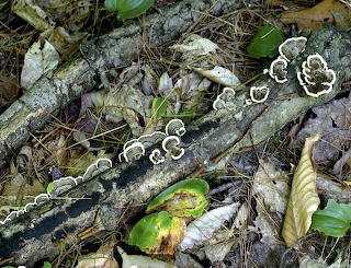 Forest floor