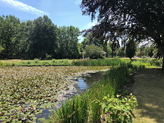 pond lillies