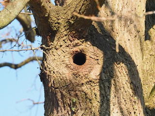 Oak tree