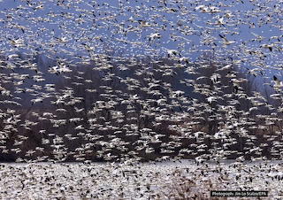 Snow Geese - Pennsylvania, USA