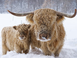 Boeufs des Highlands
