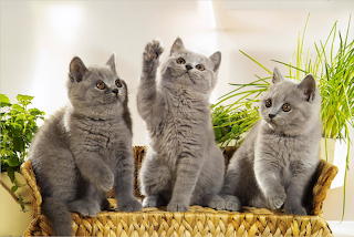 British shorthair cats from Microsoft Jigsaw by auricle99