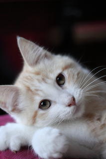 Katze