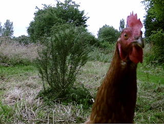 La poulette / The Chick