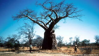 Some of Africa's prized baobab trees appear to be abruptly dying