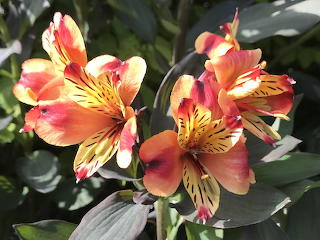 Alstroemeria
