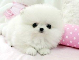 Fluff Ball