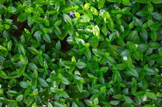 Ground cover on the trail