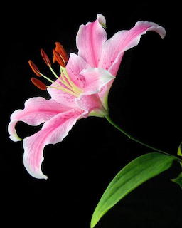 Stargazer Lilly