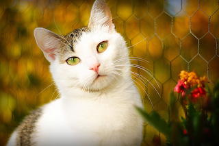 My kitty Bella