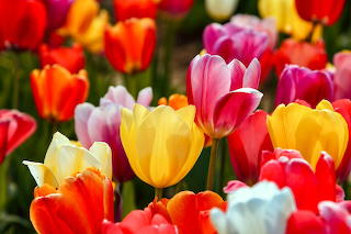 Bunte Tulpen