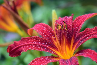 Lily