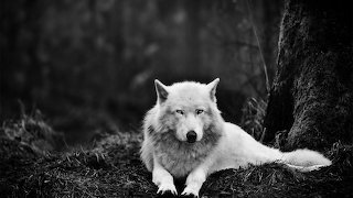 WhiteWolf