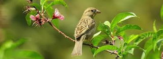Bird 1