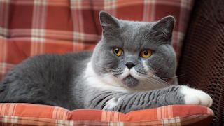 British shorthair