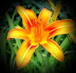 Flowers 2