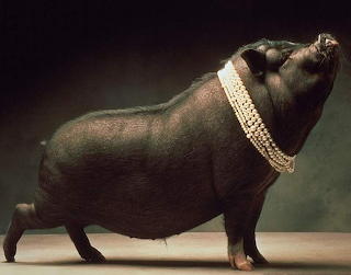 Wp3335356-pigs-cute-wallpapers