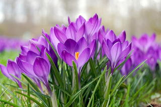 Spring